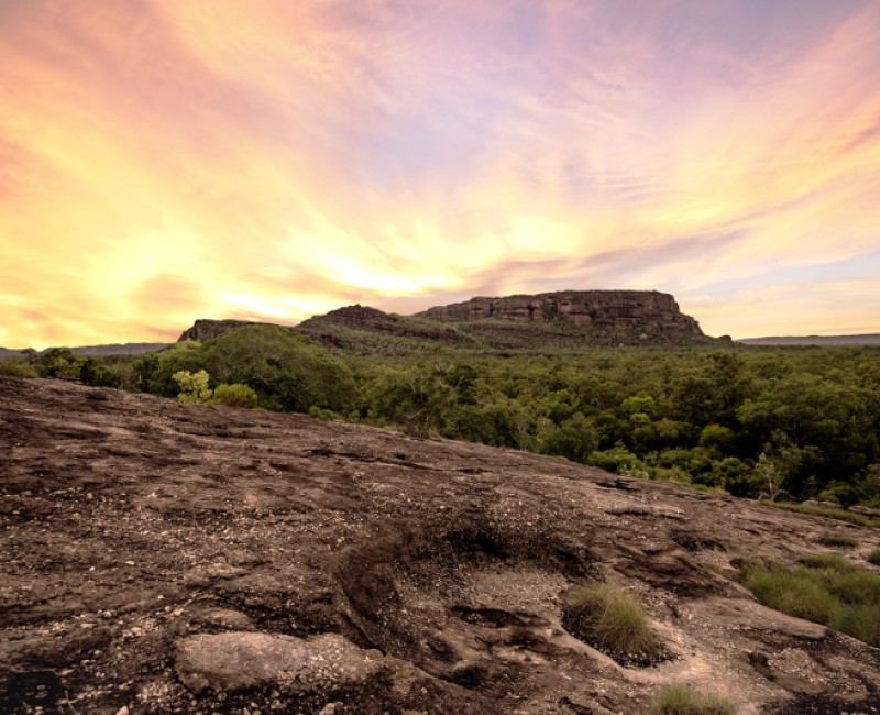 Kakadu at sunset