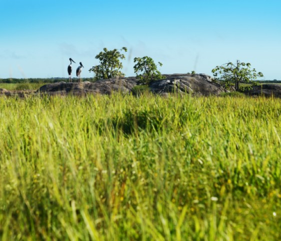 Jabiru-birds