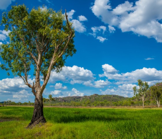 kakadu trees