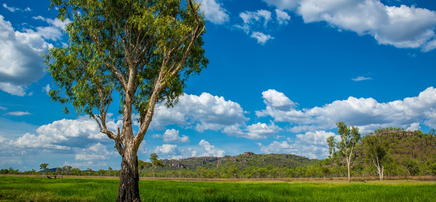 Kakadu-tree